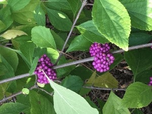 Picture of purple beauty berries